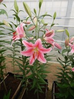 [4209 Lodi No01.JPG]